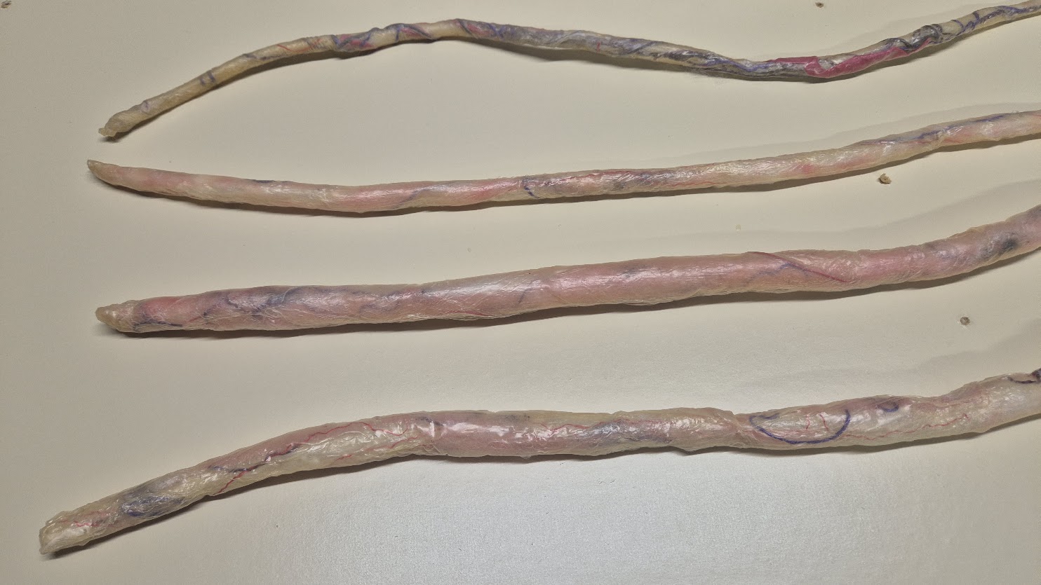 Intestine Prop